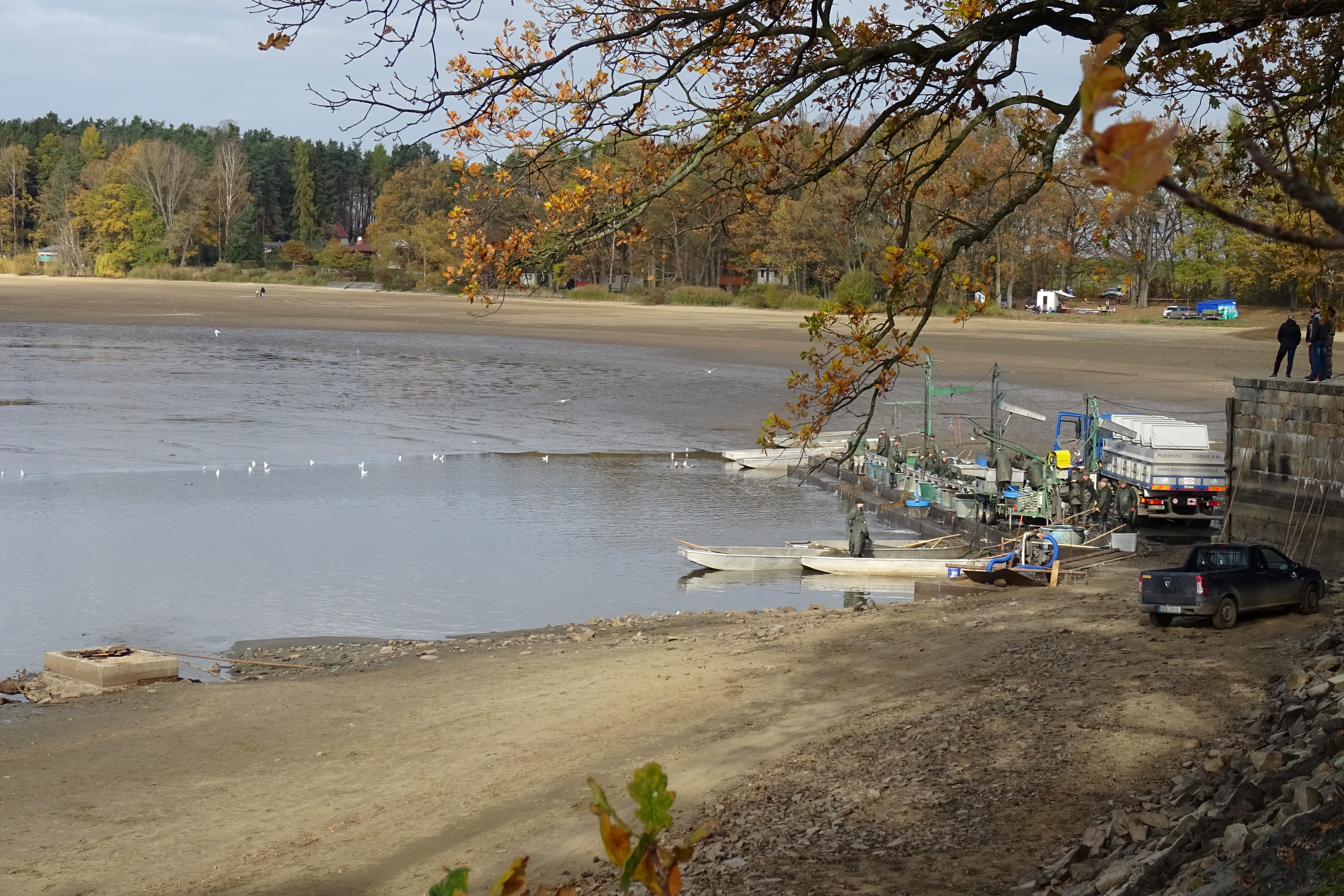 Přehled výlovů vybraných rybníků pro veřejnost - podzim 2019 